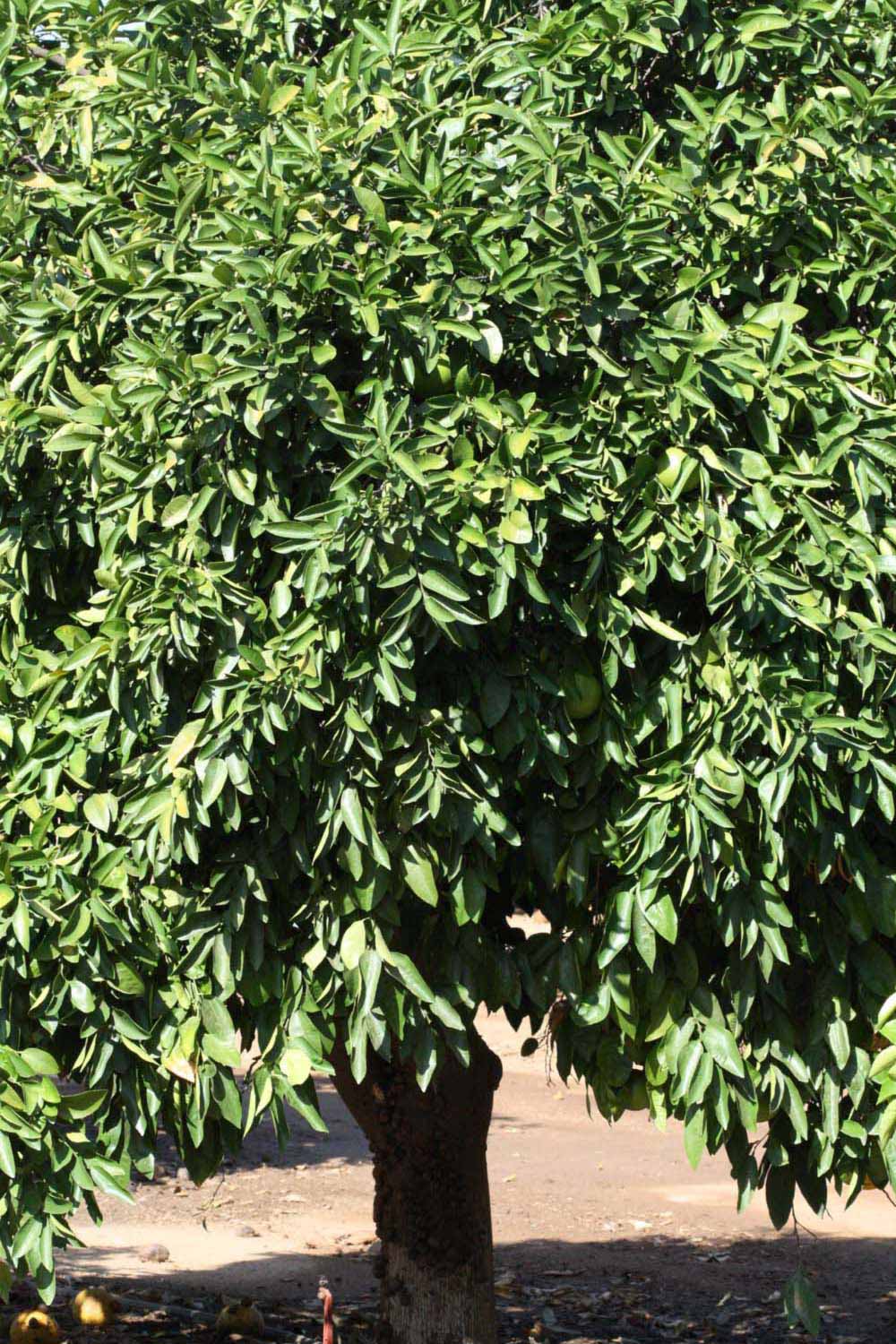            Habit (Riverside, CA)   